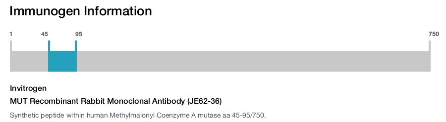 MUT Recombinant Rabbit Monoclonal Antibody (JE62-36)