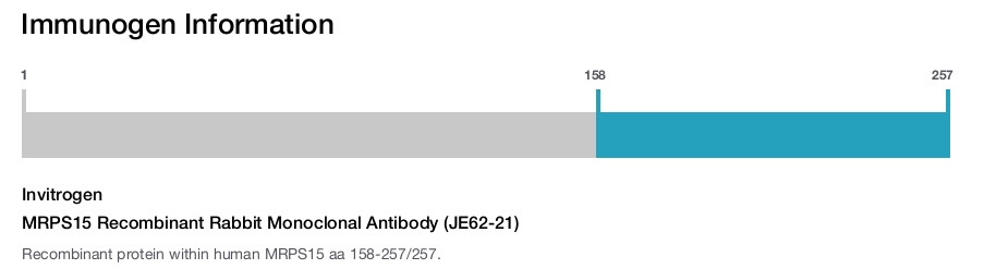 MRPS15 Recombinant Rabbit Monoclonal Antibody (JE62-21)