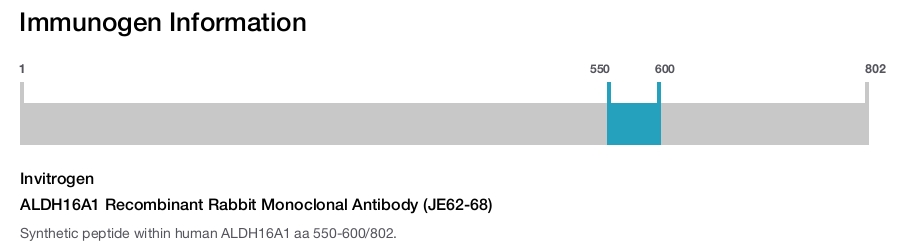 ALDH16A1 Recombinant Rabbit Monoclonal Antibody (JE62-68)