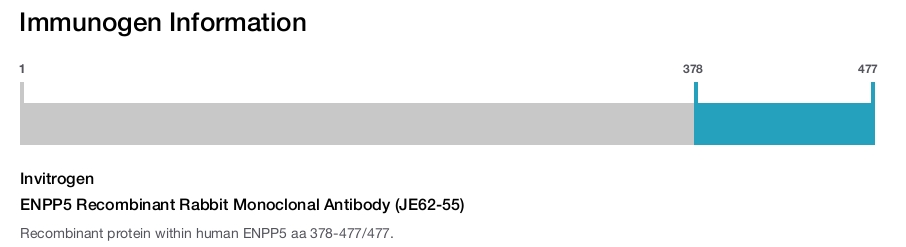 ENPP5 Recombinant Rabbit Monoclonal Antibody (JE62-55)