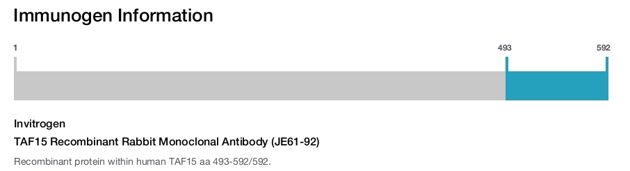 TAF15 Recombinant Rabbit Monoclonal Antibody (JE61-92)