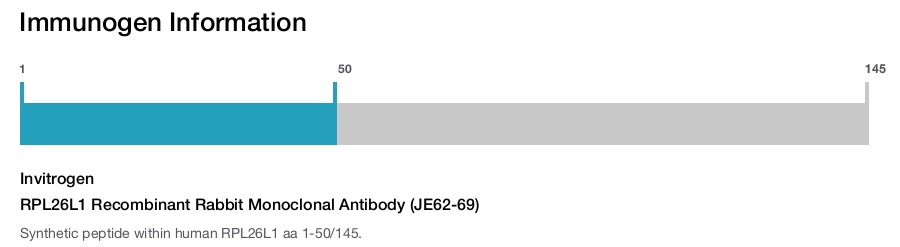 RPL26L1 Recombinant Rabbit Monoclonal Antibody (JE62-69)