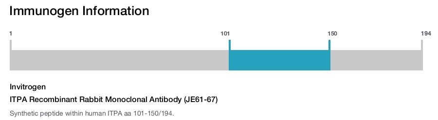 ITPA Recombinant Rabbit Monoclonal Antibody (JE61-67)