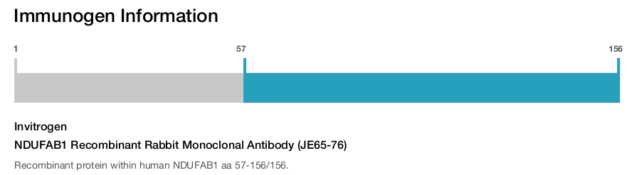 NDUFAB1 Recombinant Rabbit Monoclonal Antibody (JE65-76)