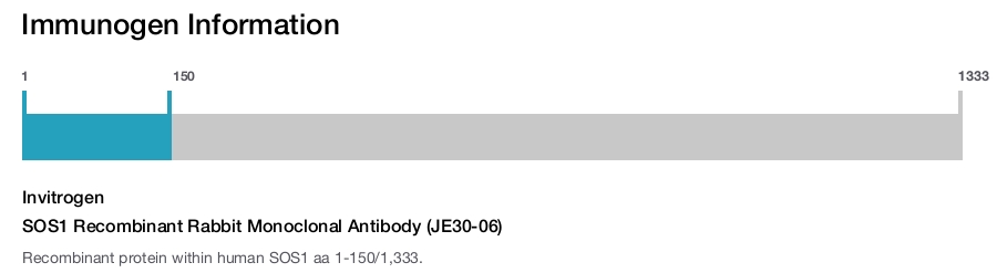 SOS1 Recombinant Rabbit Monoclonal Antibody (JE30-06)