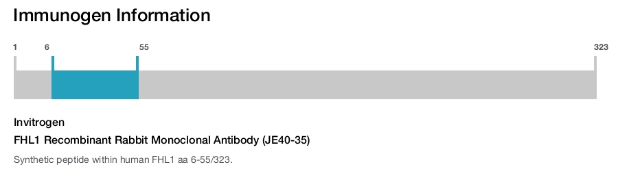 FHL1 Recombinant Rabbit Monoclonal Antibody (JE40-35)
