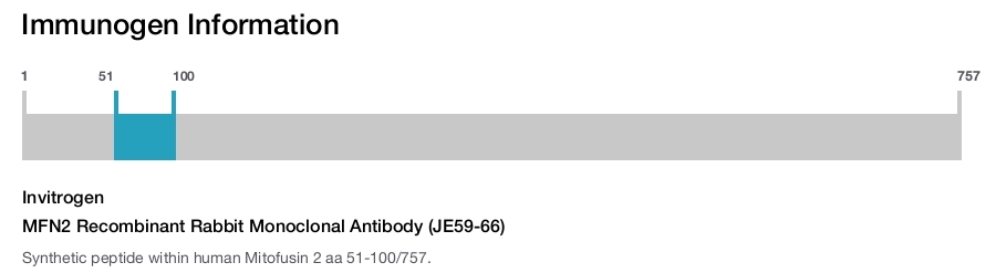 MFN2 Recombinant Rabbit Monoclonal Antibody (JE59-66)