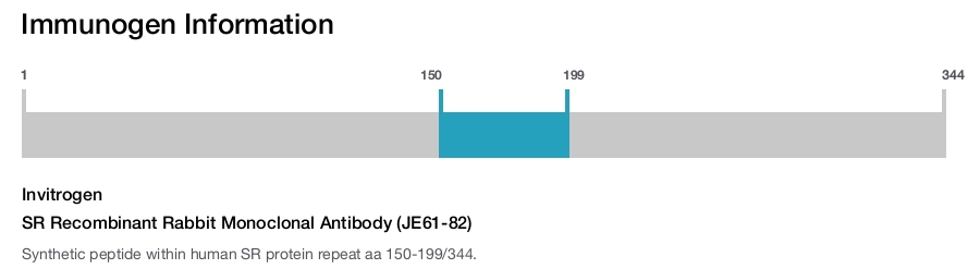 SR Recombinant Rabbit Monoclonal Antibody (JE61-82)