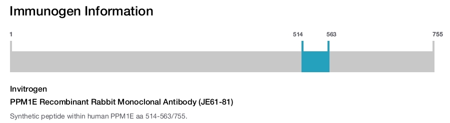PPM1E Recombinant Rabbit Monoclonal Antibody (JE61-81)