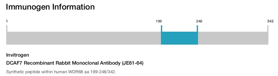 DCAF7 Recombinant Rabbit Monoclonal Antibody (JE61-64)