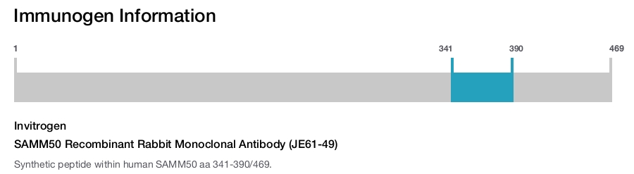 SAMM50 Recombinant Rabbit Monoclonal Antibody (JE61-49)