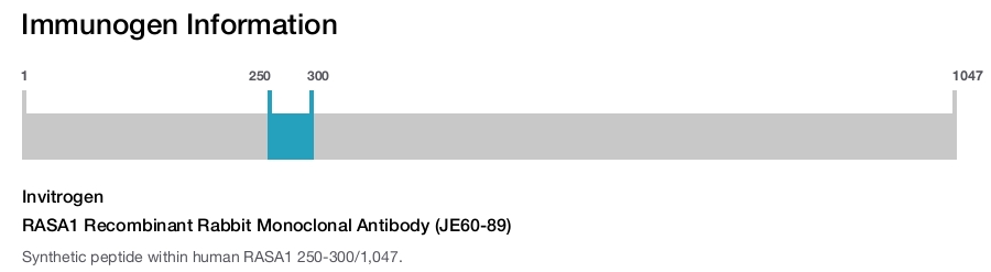 RASA1 Recombinant Rabbit Monoclonal Antibody (JE60-89)