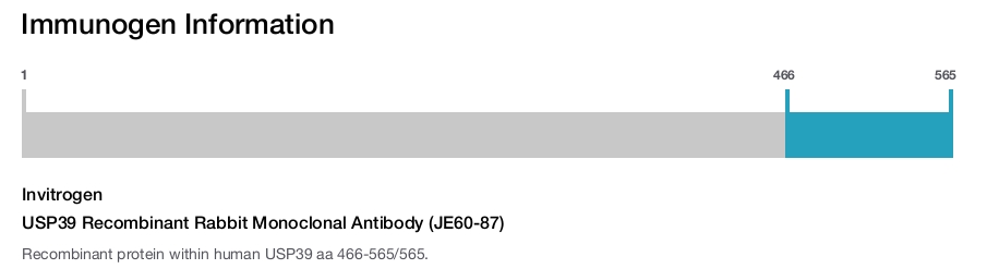 USP39 Recombinant Rabbit Monoclonal Antibody (JE60-87)