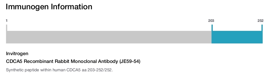 CDCA5 Recombinant Rabbit Monoclonal Antibody (JE59-54)