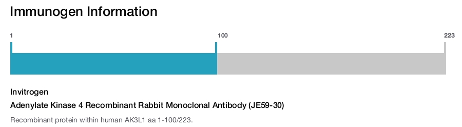 Adenylate Kinase 4 Recombinant Rabbit Monoclonal Antibody (JE59-30)