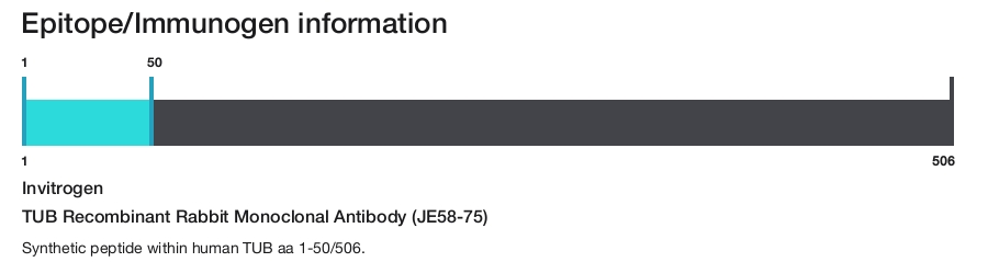 TUB Recombinant Rabbit Monoclonal Antibody (JE58-75)