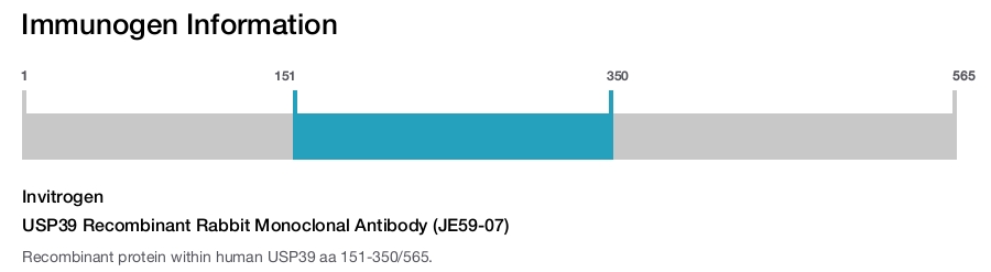USP39 Recombinant Rabbit Monoclonal Antibody (JE59-07)
