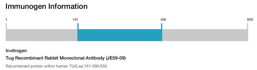 Tug Recombinant Rabbit Monoclonal Antibody (JE59-09)