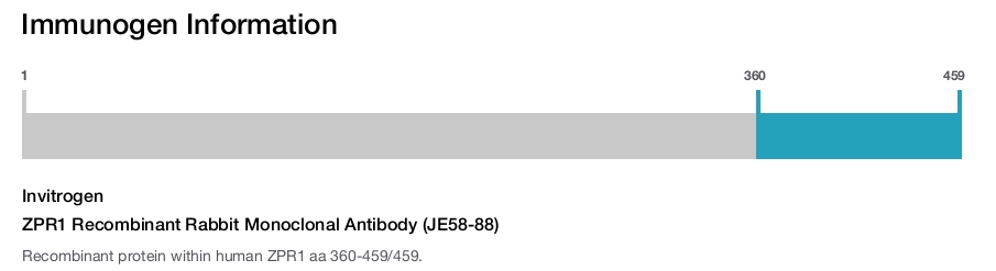 ZPR1 Recombinant Rabbit Monoclonal Antibody (JE58-88)