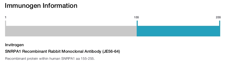 SNRPA1 Recombinant Rabbit Monoclonal Antibody (JE56-64)