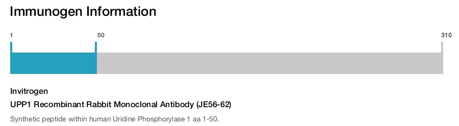 UPP1 Recombinant Rabbit Monoclonal Antibody (JE56-62)