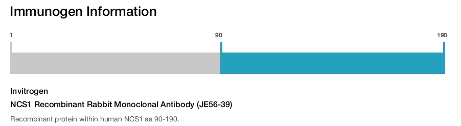 NCS1 Recombinant Rabbit Monoclonal Antibody (JE56-39)