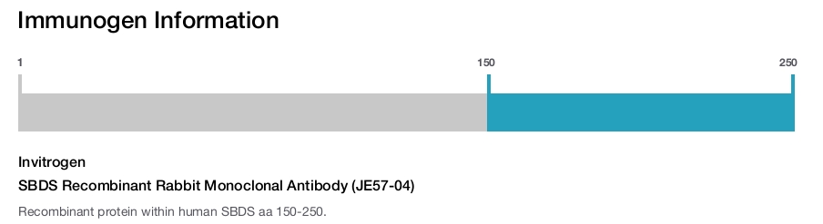 SBDS Recombinant Rabbit Monoclonal Antibody (JE57-04)