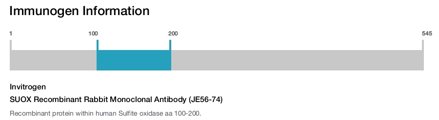 SUOX Recombinant Rabbit Monoclonal Antibody (JE56-74)