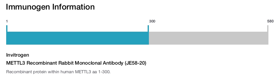 METTL3 Recombinant Rabbit Monoclonal Antibody (JE58-20)