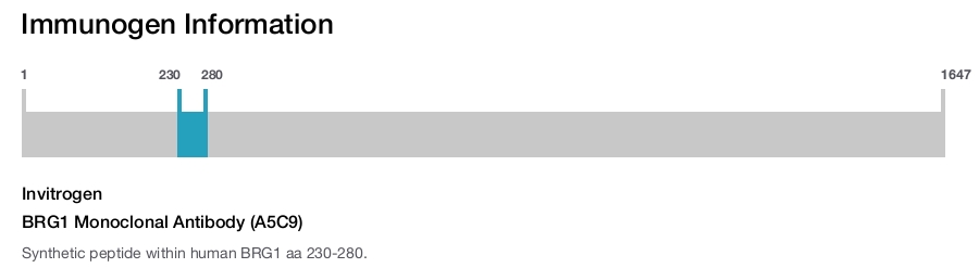 BRG1 Monoclonal Antibody (A5C9)