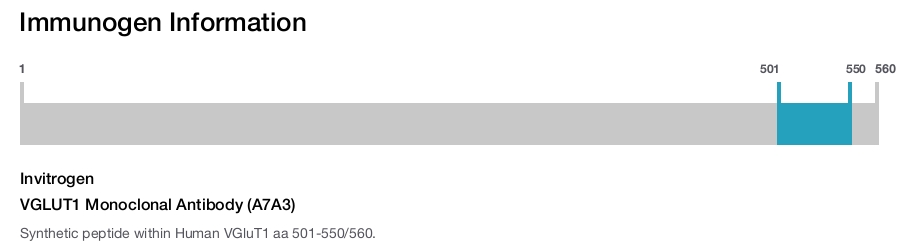 VGLUT1 Monoclonal Antibody (A7A3)