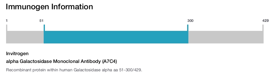 alpha Galactosidase Monoclonal Antibody (A7C4)