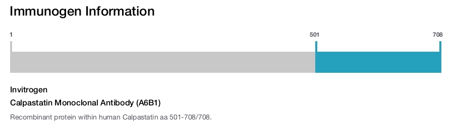 Calpastatin Monoclonal Antibody (A6B1)