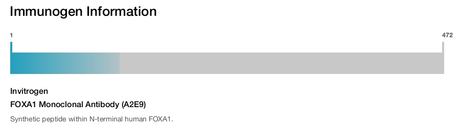 FOXA1 Monoclonal Antibody (A2E9)