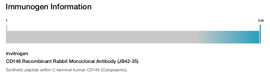 CD146 Recombinant Rabbit Monoclonal Antibody (JB42-35)