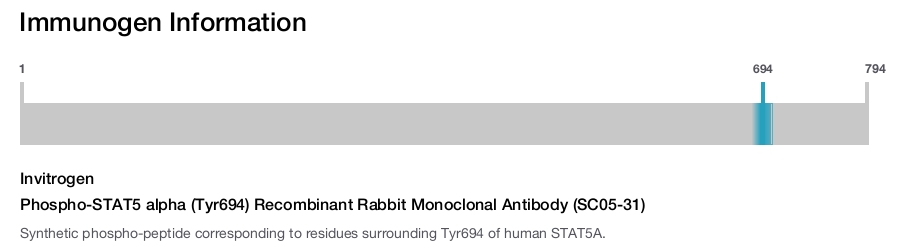 Phospho-STAT5 alpha (Tyr694) Recombinant Rabbit Monoclonal Antibody (SC05-31)