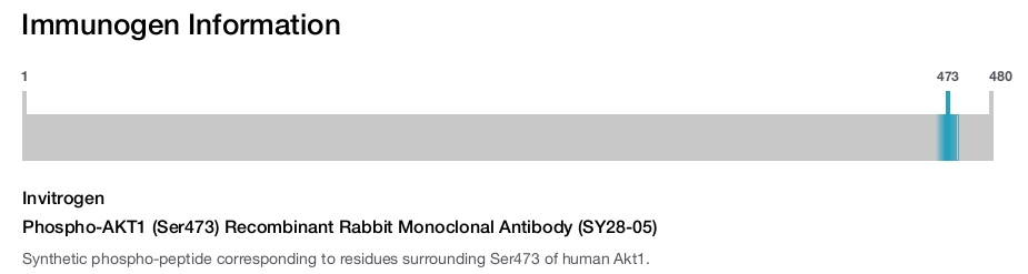 Phospho-AKT1 (Ser473) Recombinant Rabbit Monoclonal Antibody (SY28-05)