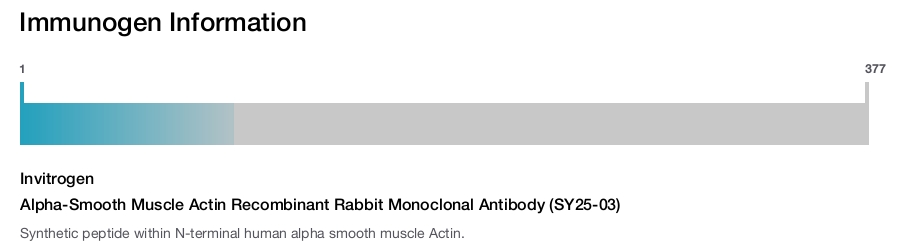 Alpha-Smooth Muscle Actin Recombinant Rabbit Monoclonal Antibody (SY25-03)