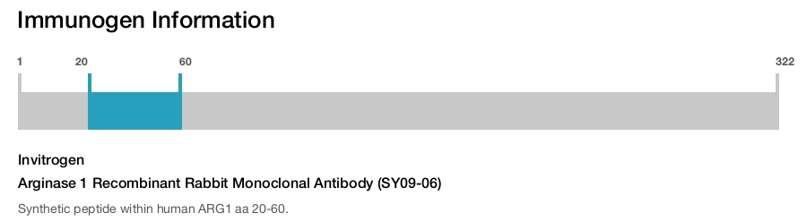 Arginase 1 Recombinant Rabbit Monoclonal Antibody (SY09-06)