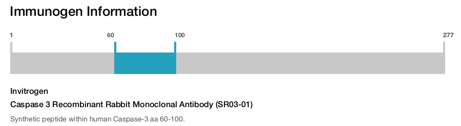Caspase 3 Recombinant Rabbit Monoclonal Antibody (SR03-01)