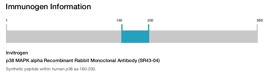 p38 MAPK alpha Recombinant Rabbit Monoclonal Antibody (SR43-04)
