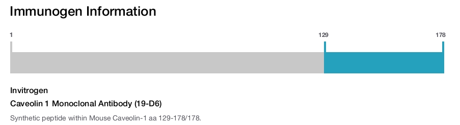 Caveolin 1 Monoclonal Antibody (19-D6)