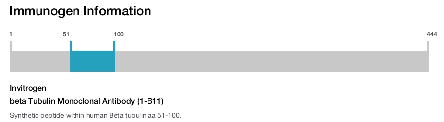 beta Tubulin Monoclonal Antibody (1-B11)