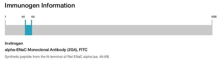 alpha-ENaC Monoclonal Antibody (2G4), FITC