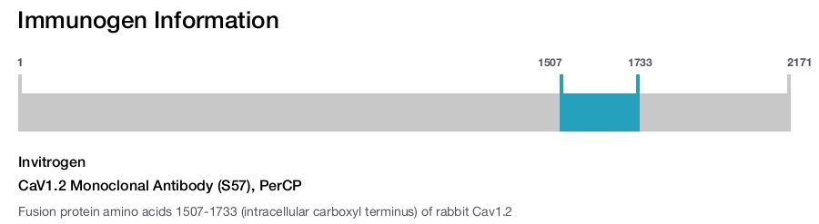 CaV1.2 Monoclonal Antibody (S57), PerCP
