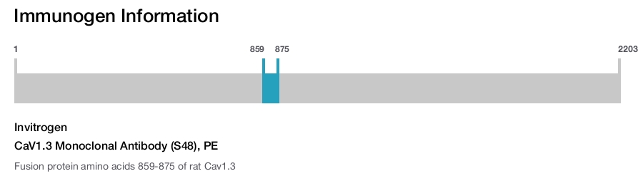 CaV1.3 Monoclonal Antibody (S48), PE