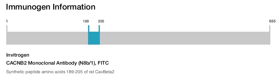 CACNB2 Monoclonal Antibody (N8b/1), FITC