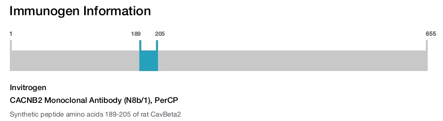 CACNB2 Monoclonal Antibody (N8b/1), PerCP