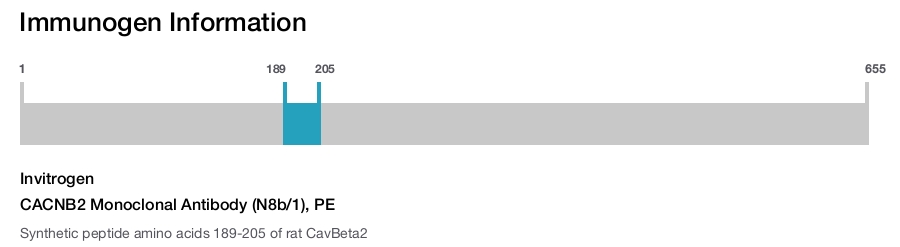 CACNB2 Monoclonal Antibody (N8b/1), PE