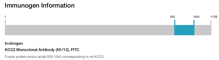 KCC2 Monoclonal Antibody (N1/12), FITC
